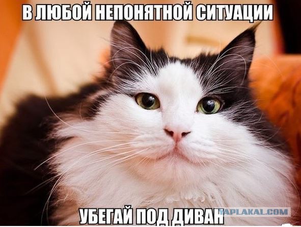 Про котейку