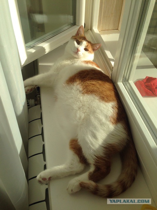 Котовторник 03.11.2015