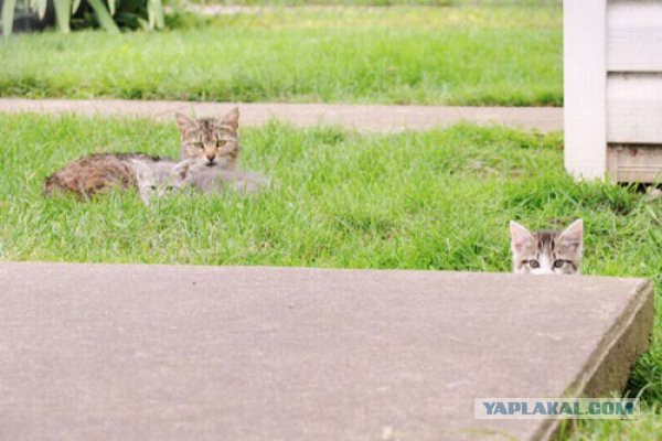 Коты в засаде