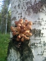 Грибы которые я собрал и ...