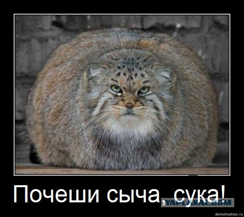 Чеши сыча! Чеши полностью!