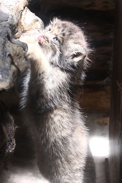 Манулы - самые ленивые и эмоциональные коты