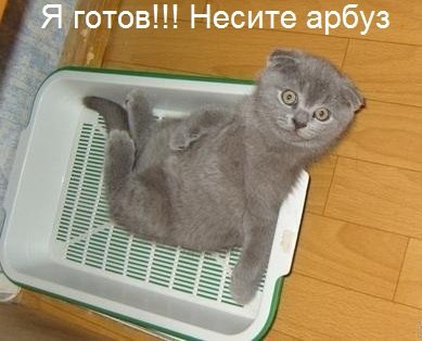 Прикольные животные