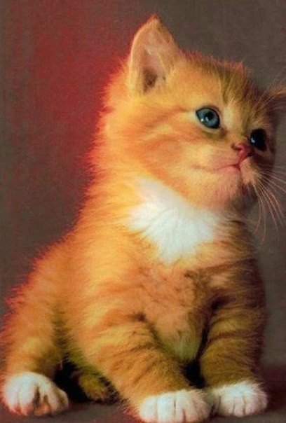 Коты из сети