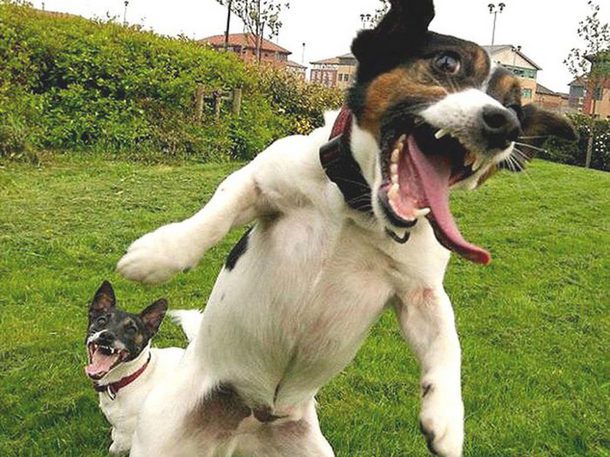 Самые смешные животные