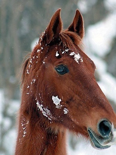 Самые смешные животные