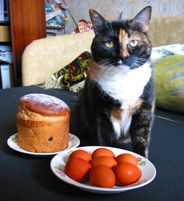 Коты и Кошки