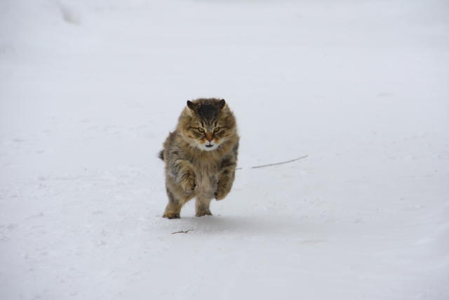 Коты и Кошки