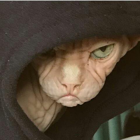 Коты и Кошки