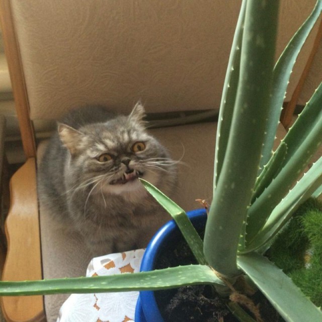 Коты и Кошки