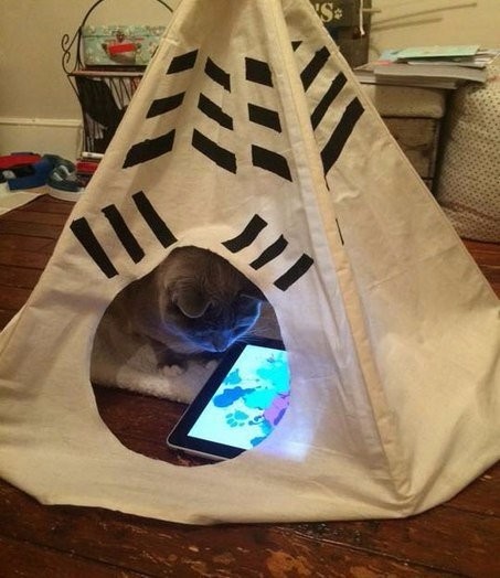 Коты и Кошки