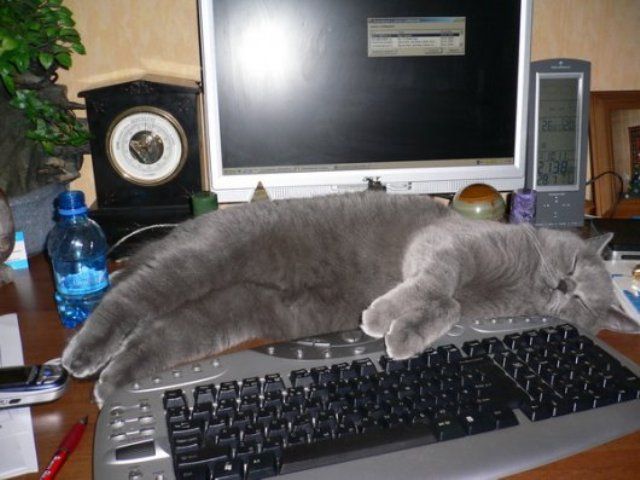 Коты. Отнюдь не ми-ми-ми.