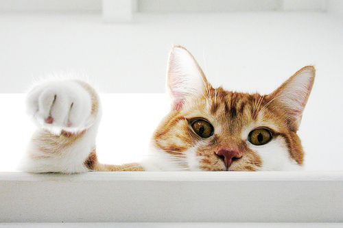 Коты и Кошки