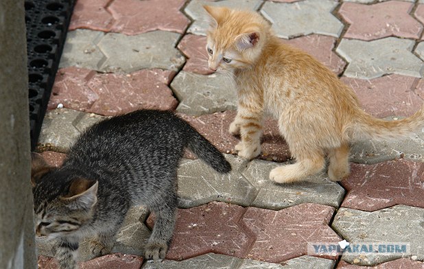 Ура, котовторник! (01.07.2008)