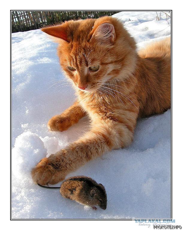 КотоОхота