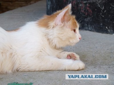 Котовторник!