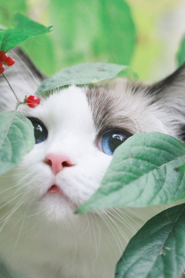 Прикольных котов пост