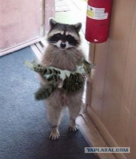 Котовторник объявляется открытым!