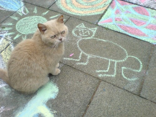 Котовторник: Кошки и ягнёнок