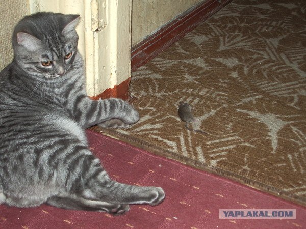 Котовторник 06.09.11