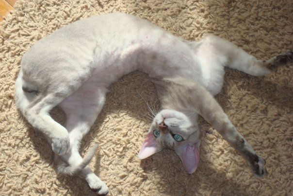 Котовторник! 13.03.2012