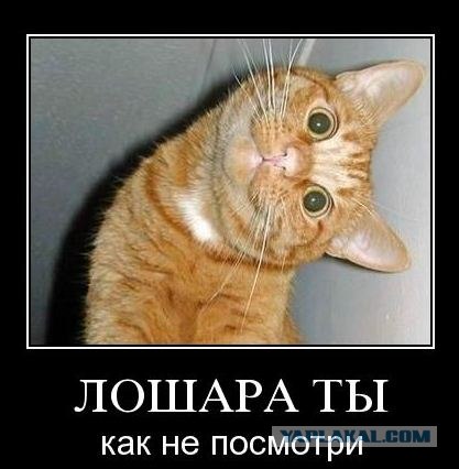 Котовторник  12. 06. 2012