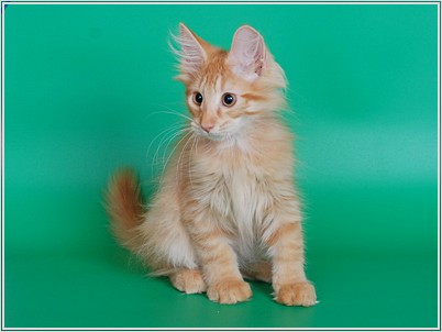 Котовторник 24.07.2012