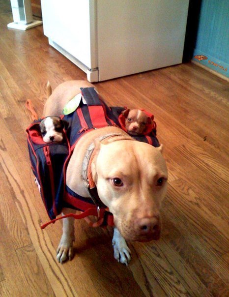 Собакочетверг 10.01.2013