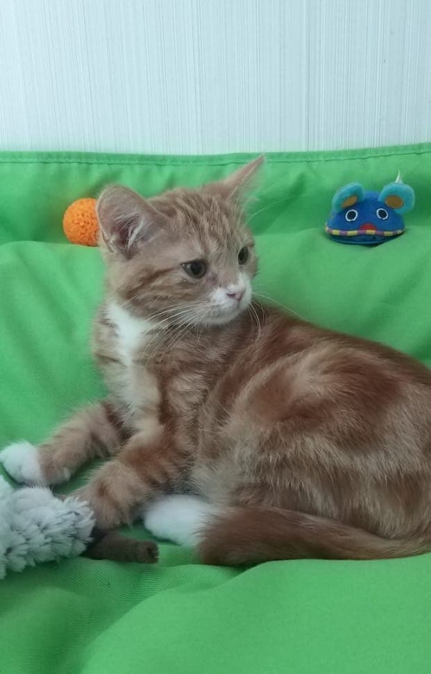 Забавные фото котеек