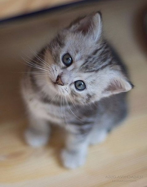 Забавные фото котеек