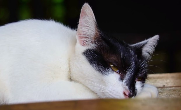 Что значит поза, в которой спит твоя кошка