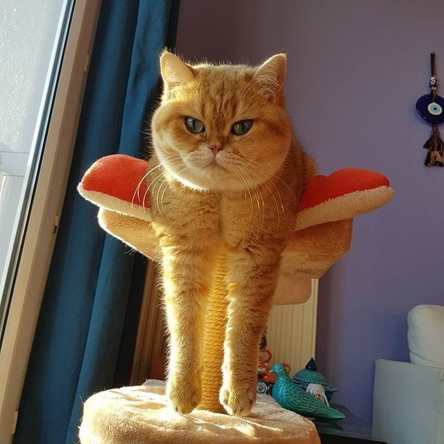 Коты из сети