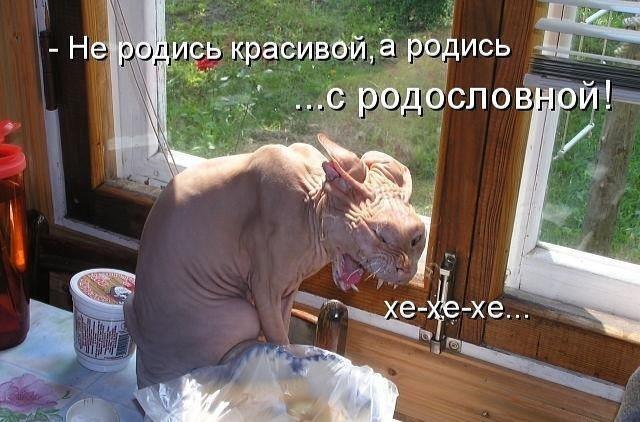 Подборка мёрзнущей лысоты
