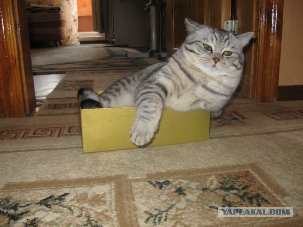 Упаковывание кота