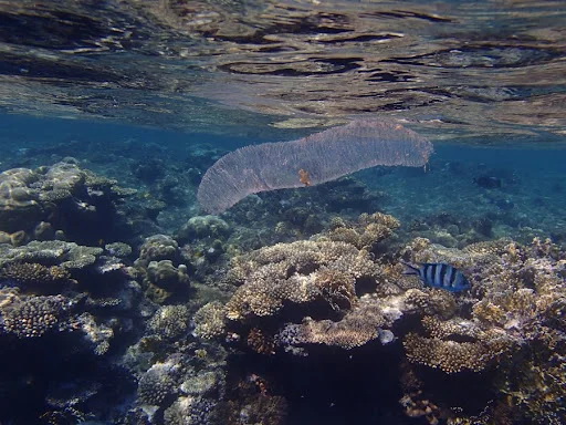 Пиросома: 15-ти метровая призрачная сосиска. Что это за невероятное существо?