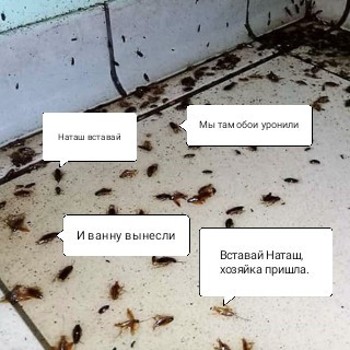 На кухне ковер из тараканов. Арендаторы с детьми разнесли съемную квартиру