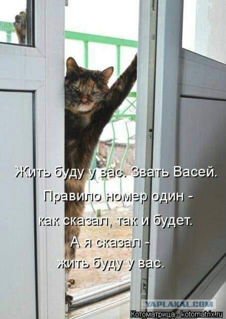 Верность(Кот и пес)