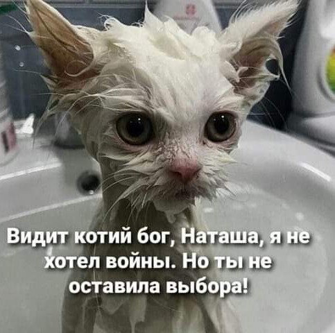 К котофторнику