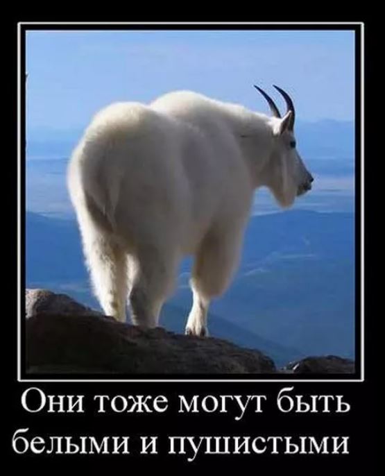 Победная поступь идиотизма по планете – том 7