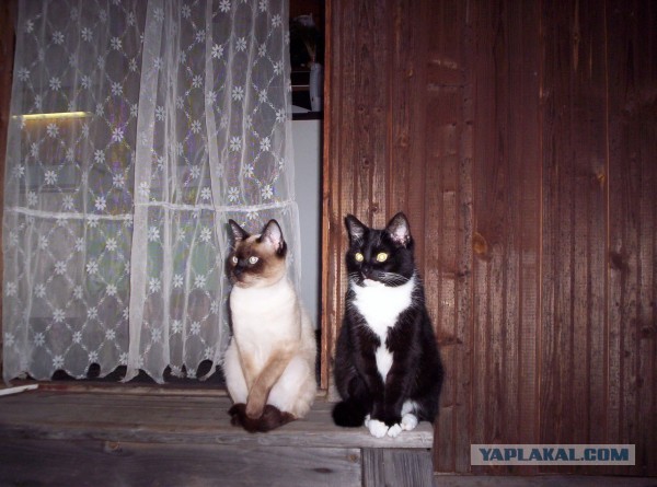 Котовторник  07.05.2013