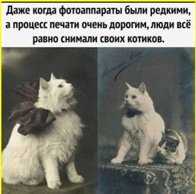 Жизнь домашнего приюта "Котоленд" 435
