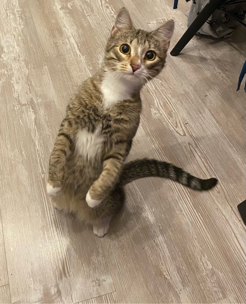 К котовторнику