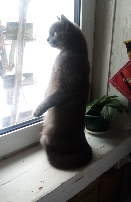 Спящий кот