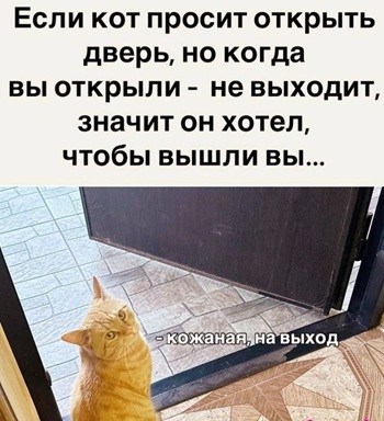 Перед котами нельзя закрывать двери — пушистые считают это предательством и сходят с ума