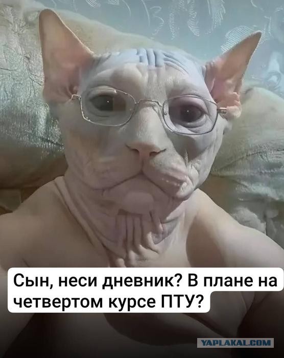 Картинки для деградации 171 (разной степени свежести)