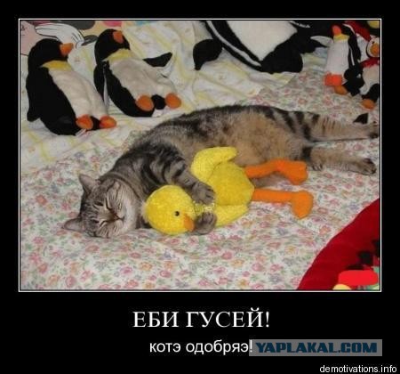 статью. Восхищена русский порно для мобил угадал... Толку этого