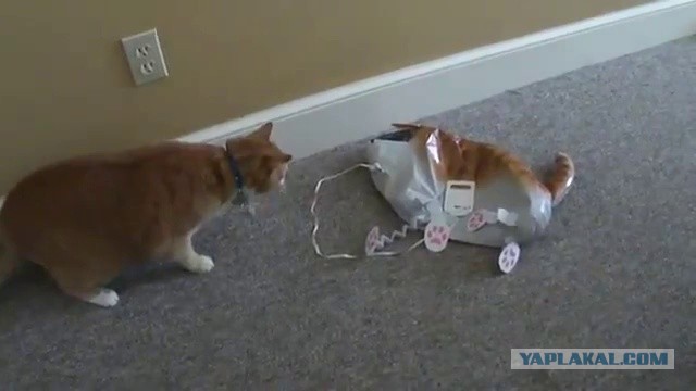 Странные товары для кошатников