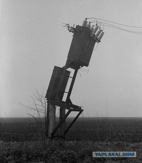 Упоротая лиса одобряет