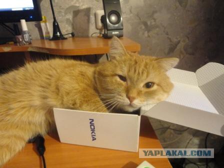 Большие котики тоже любят коробки
