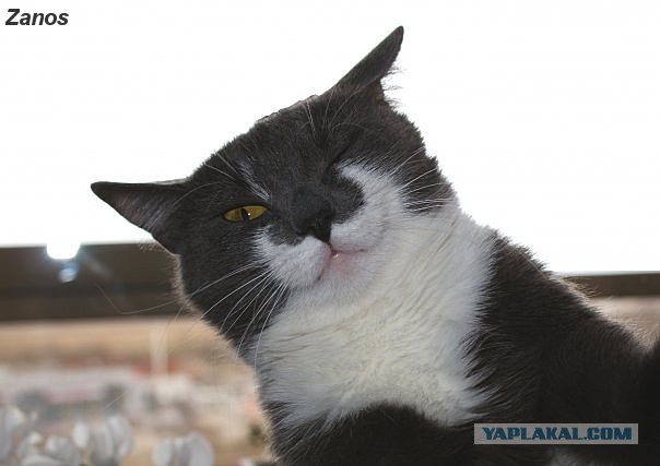 Кошка по имени Мышь